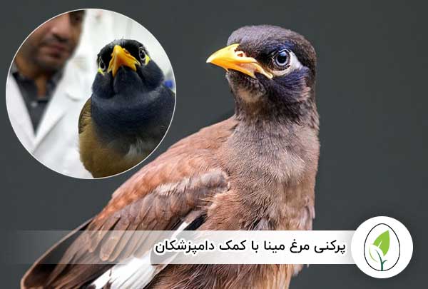 پرکنی مرغ مینا با کمک دامپزشکان - چیکن هچ