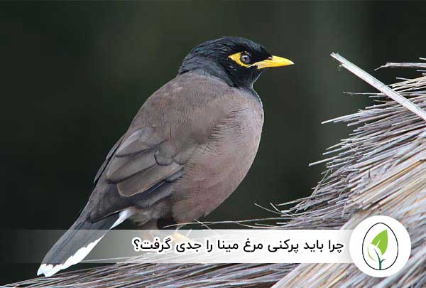 چرا باید پرکنی مرغ مینا را جدی گرفت؟ - چیکن هچ