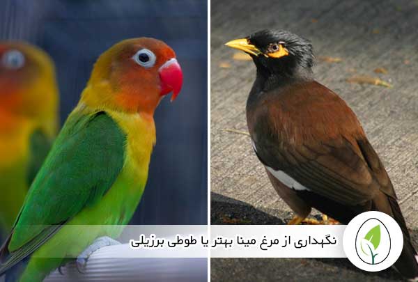 مرغ مینا بهتر است یا طوطی برزیلی | مشکلات و مزایای نگهداری این دو پرنده