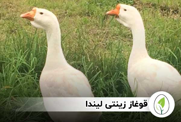 کدام نوع قوغاز برای پرورش سود ده تر است ؟ - چیکن هچ