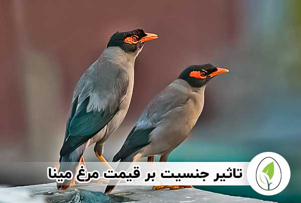 قیمت مرغ مینا | عوامل موثر بر بالا رفتن قیمت مرغ مینا