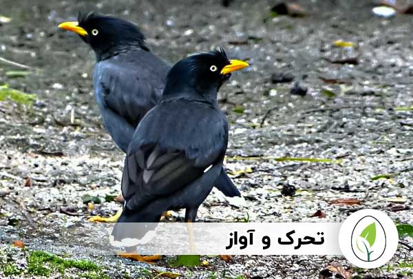 قیمت مرغ مینا | عوامل موثر بر بالا رفتن قیمت مرغ مینا
