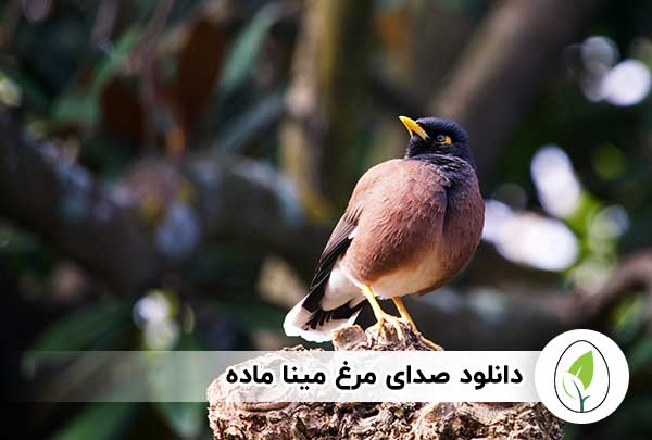 دانلود صدای مرغ مینا | دانلود صدا برای سخنگو شدن مرغ مینا
