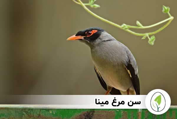 قیمت مرغ مینا | عوامل موثر بر بالا رفتن قیمت مرغ مینا