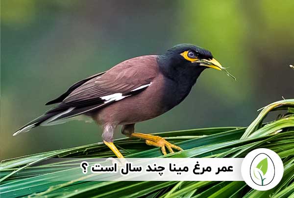 عمر مرغ مینا | مرغ مینا چند سال عمر می کند؟