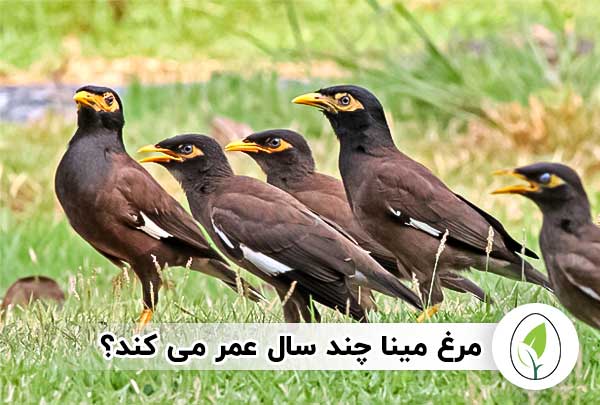 عمر مرغ مینا | مرغ مینا چند سال عمر می کند؟