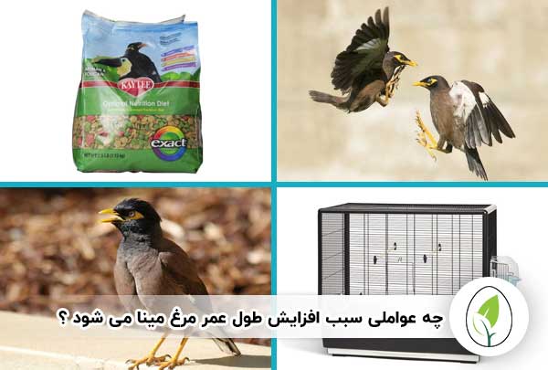 عمر مرغ مینا | مرغ مینا چند سال عمر می کند؟