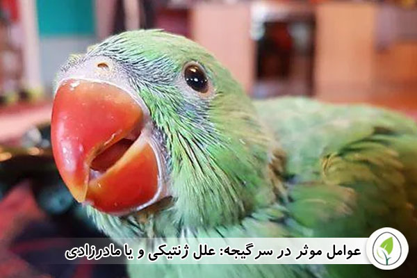 علل ژنتیکی و یا مادرزادی - چیکن هچ