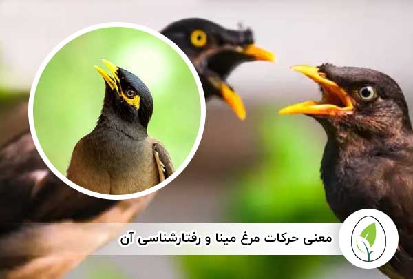 معنی حرکات مرغ مینا | رفتارشناسی مرغ مینا