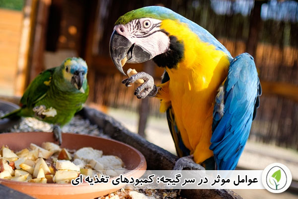 کمبود های تغذیه ای - چیکن هچ