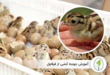 آموزش جوجه کشی از قرقاول - چیکن هچ