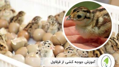 آموزش جوجه کشی از قرقاول - چیکن هچ