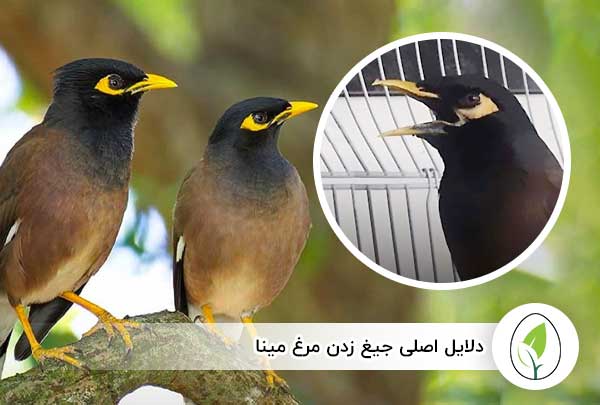 علت جیغ زدن مرغ مینا چیست ؟ و چگونه درمان می شود