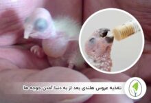 غذای عروس هلندی جوجه دار - چیکن هچ