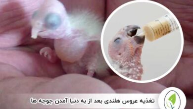 غذای عروس هلندی جوجه دار - چیکن هچ