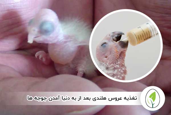غذای عروس هلندی جوجه دار - چیکن هچ