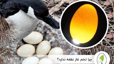 چرا تخم غاز نطفه ندارد؟ - چیکن هچ