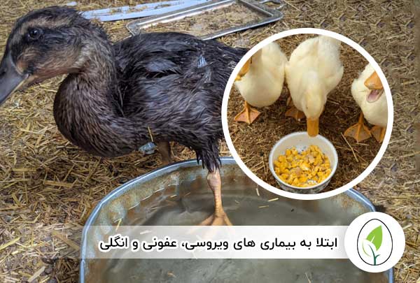 ابتلا به بیماری های ویروسی، عفونی و انگلی - چیکن هچ