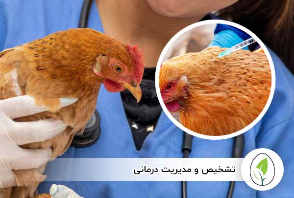 تشخیص و مدیریت درمانی - چیکن هچ