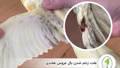 علت زخم شدن بال عروس هلندی - چیکن هچ