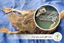 علت فلج شدن پای اردک - چیکن هچ