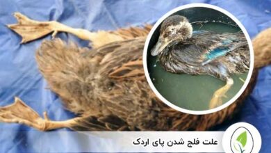 علت فلج شدن پای اردک - چیکن هچ