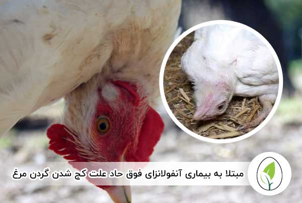 مبتلا به بیماری آنفولانزای فوق حاد - چیکن هچ