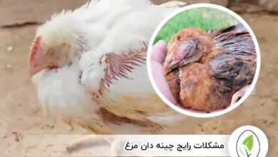 مشکلات رایج چینه دان مرغ - چیکن هچ