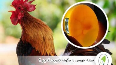 نطفه خروس را چگونه تقویت کنیم ؟ - چیکن هچ