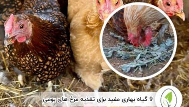 9 گیاه بهاری مفید برای تغذیه مرغ های بومی - چیکن هچ