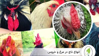 انواع تاج در مرغ و خروس - چیکن هچ