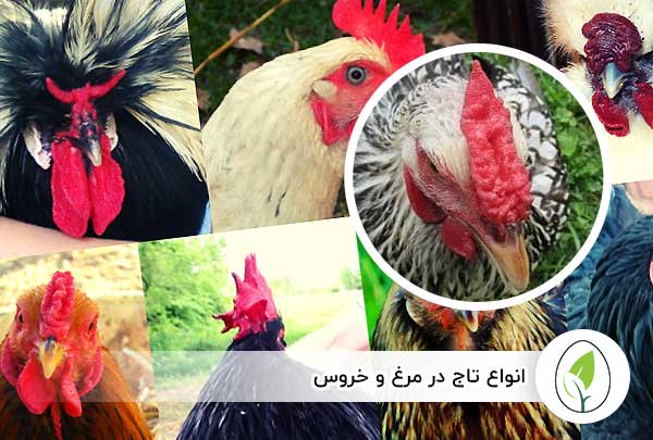 انواع تاج در مرغ و خروس - چیکن هچ
