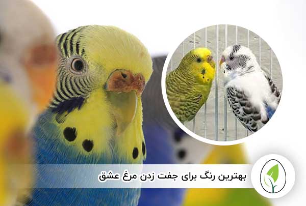 بهترین رنگ برای جفت زدن مرغ عشق - چیکن هچ