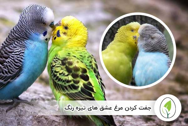 جفت کردن مرغ عشق های تیره رنگ - چیکن هچ