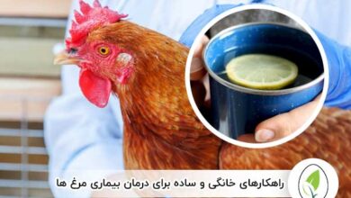 راهکارهای خانگی و ساده برای درمان بیماری مرغ ها - چیکن هچ