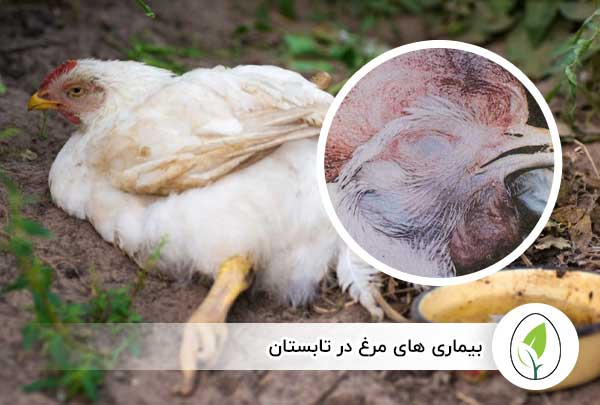 بیماری‌ های مرغ در تابستان - چیکن هچ