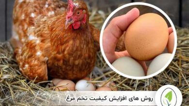 روش های افزایش کیفیت تخم مرغ - چیکن هچ