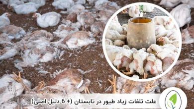 علت تلفات زیاد طیور در تابستان - چیکن هچ
