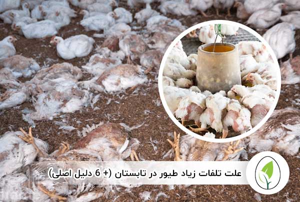 علت تلفات زیاد طیور در تابستان - چیکن هچ