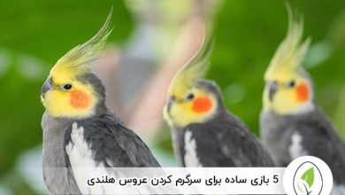 5 بازی‌ ساده برای سرگرم کردن عروس هلندی - چیکن هچ