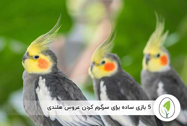 5 بازی‌ ساده برای سرگرم کردن عروس هلندی - چیکن هچ