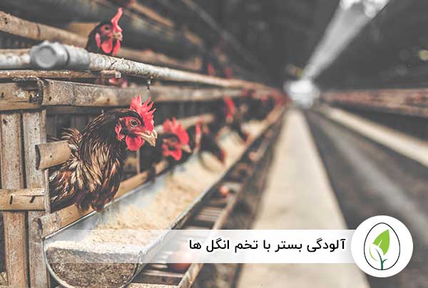 آلودگی بستر با تخم انگل‌ ها - ای آی جی شاپ