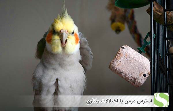 استرس مزمن یا اختلالات رفتاری - چیکن هچ