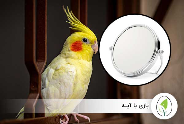 بازی با آینه - چیکن هچ