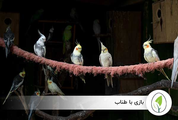 بازی با طناب - چیکن هچ