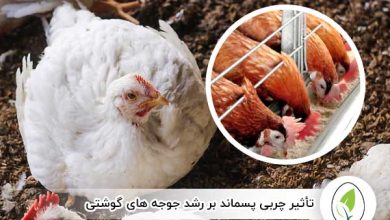 تأثیر چربی‌ پسماند بر رشد جوجه‌ های گوشتی - چیکن هچ