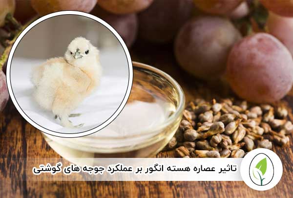 تاثیر عصاره هسته انگور بر عملکرد جوجه‌ های گوشتی - چیکن هچ