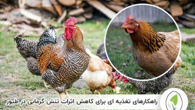 راهکارهای تغذیه‌ ای برای کاهش اثرات تنش گرمایی در طیور - چیکن هچ