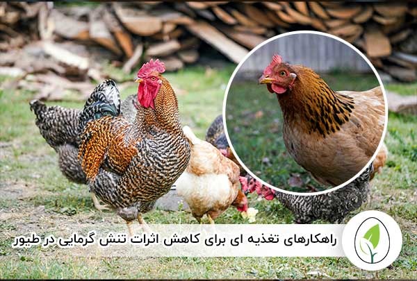 راهکارهای تغذیه‌ ای برای کاهش اثرات تنش گرمایی در طیور - چیکن هچ
