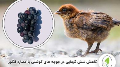 کاهش تنش گرمایی در جوجه‌ های گوشتی با عصاره انگور - چیکن هچ